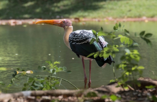 painted_stork_drink+drips